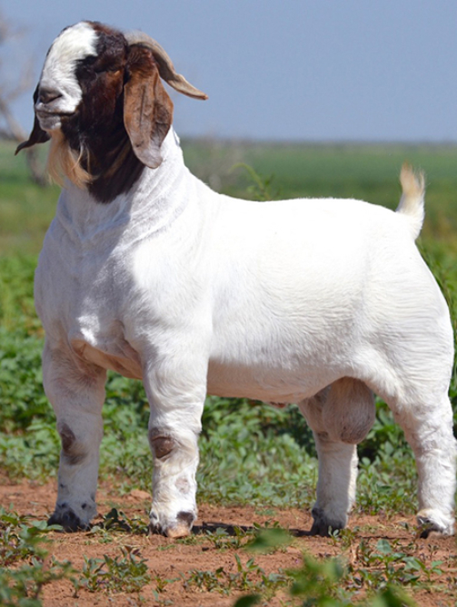 Boer-Goats.jpg