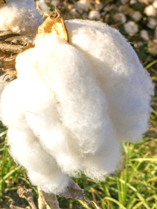 Cotton.png