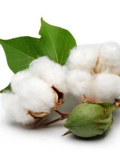 Cotton-seed.webp