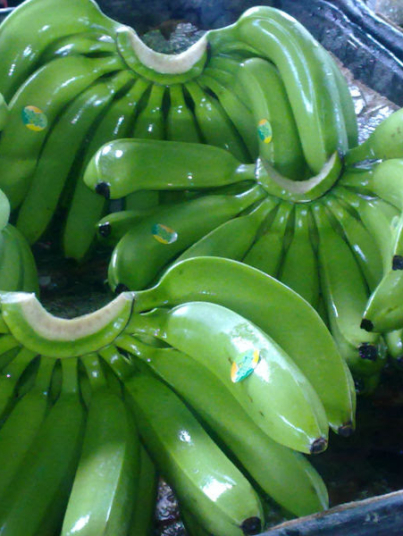 Fresh-Green-Cavendish-Banana.jpg