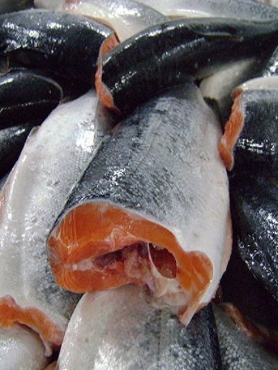 Frozen-Salmon-Fish.jpg