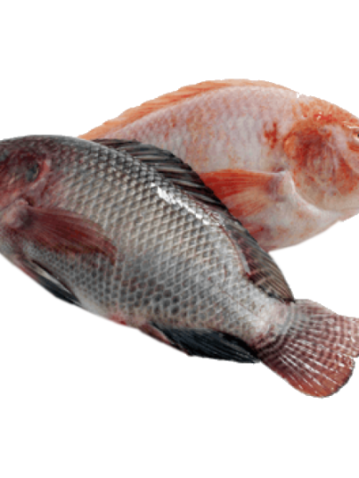 Frozen-Tilapia-Fish.png