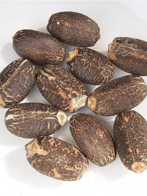 jatropha-seeds.jpg